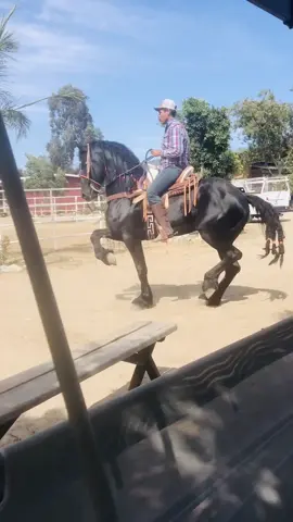 Buscas caballos finos ?? 👉 RanchoMC #elrey👑delacalidad #ranchomc #fyp #horses #horses #friesian #fortheboys #quincerñera #caballos #🇳🇱