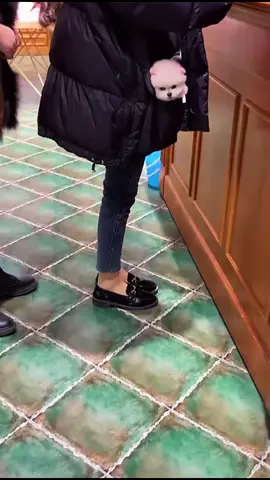 long line, I want to go out #pet #dog #funny #mypethome #petshop