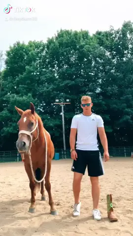 Repost because college has me missing home and horses #horse #country #aqha #cowboy #farm #countrytiktok #transformation #Lukecombs