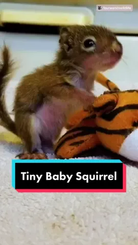 Tiny baby squirrel 🐿 #squirrel #foryou #fall2020 (IG: fourwandswildlife)