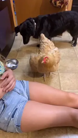 We love a clingy bird❤️ #sweetpea #chickensoftiktok