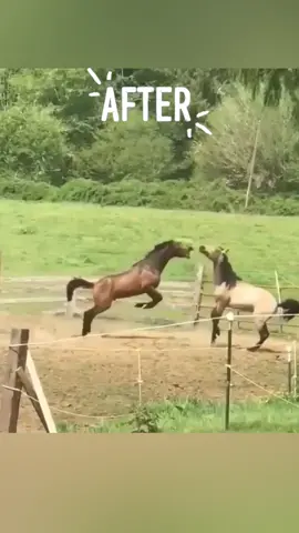 Check this Before VS After leave a 🖤 if it is you and your friends #filly #mare #horse #horses #horsesoftiktok #horselover #foryou