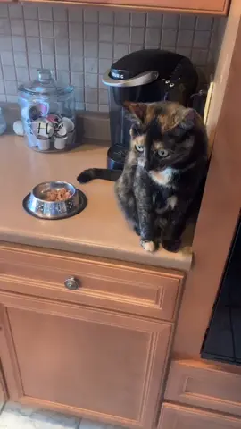Sorry nova bean #cat #nova #food