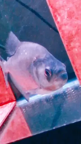 Savage #fish #fyp #foryou