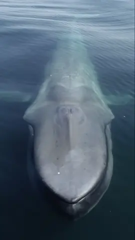 The prettiest (and biggest) smile on earth! 🐋 #bluewhale #balaenopteramusculus #drone #fyp #nature #wildlife #wildlifephotographer