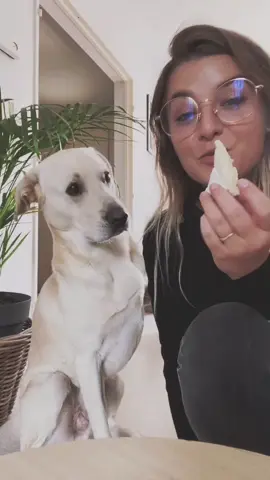 Je vous présente mon chien Lego ❤️ Il est adorable ❤️ #foryoupage #foryou #fyp