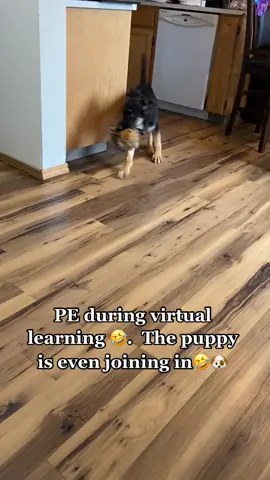Puppy likes to join in 🥰 #puppylove #puppylike #germanshepherd