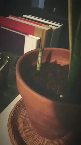 #plantmom #loveandlight #peace #plantgoddess #innerg #spiritualawakening #selfdiscovery #VibeWithUs #issawholevibe #healing #bohemian #crystalinnerg