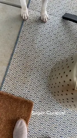 #americanstaffordshireterrier #pitties #dogsoftiktok #curiousity #staffie