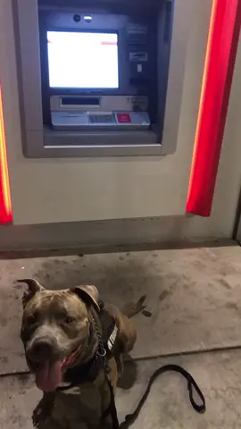 #nomoney #outofservice #bankofamerica #dogsoftiktok #pitbullsoftiktok #safety