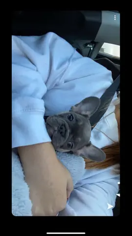 Meet winnie🥺✨ #TimeWarpScan #foryou #foryoupage #trending #frenchie