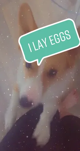 This is a good story time I promise! 🤣 #storytime #dream #corgi #corgisdoingthings #dogsoftiktok #dog #story #fyp #cute