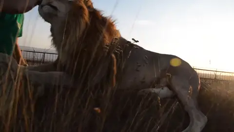 Отогнал молодого льва #лев #львы #паркльвовтайган #зоо #олегзубков #человеклев #животные #звери #хищники