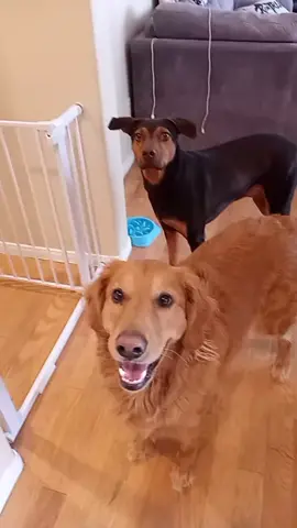 teaching sirius how to close the hall gate