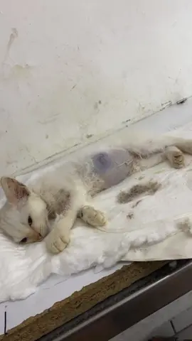 #cat #catlover #viral #fypシ #fyp #foryoupage #parati #animal #tiktok #follow #catsoftiktok #cats #tiktok #paratipage #foryou #tik