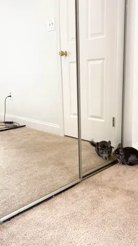 that’s on ✨narcissism✨                            #lol #animal #feelinggood