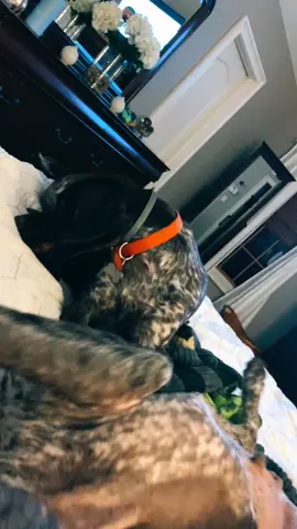#toy #mess #mood#BeConvincing #CrucialCatch  #fyp #gsp #gsppuppies #dogs #saturdaynight