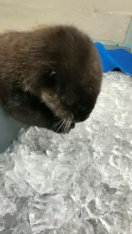Rescued baby otter Joey LOVES ice. Like, he REALLY loves it. Here's proof. #cuteanimals #otters #seaotter