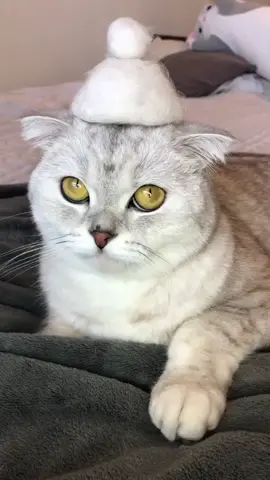 🎩 #cat #fyp