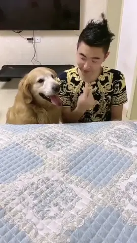 #dog #pet #funny #cute #cutedog #funnydog #tiktokdog #tiktokpet #fyp