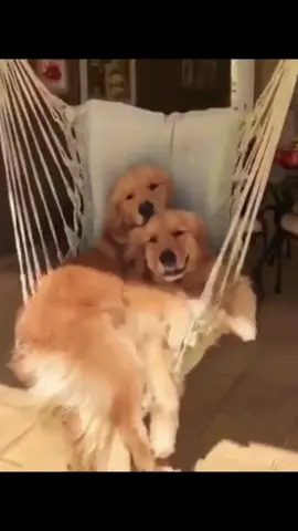 Leisurely afternoon #goldenretriever #dogsoftiktok #dog #petlover #fyp #cute #lovely
