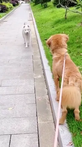 Part 2☺️☺️☺️☺️#goldenretriever #dogsoftiktok #puppy #dog #dreamcometrue #petlover #goldenretrieverlife #fyp #Love