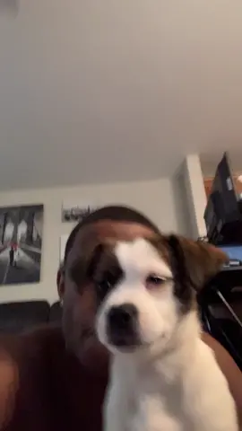 😁#puppy #fyp #duet