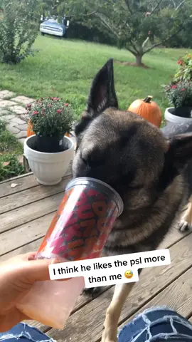 Its punkin season, happy fall y'all 🌾🍂🍁💛 #germanshepherd