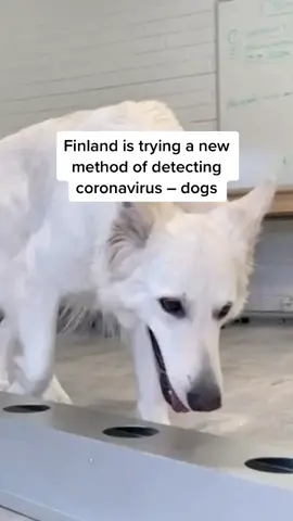 Research shows the dogs can smell the virus with almost 100% certainty #dog #travel #finland #helsinki #coronavirus #coronavirusspreding #covidー19