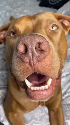 That hurts #tiktokdogs #dogscute #dogslove #pitty #rednose #fyp #foryou #dlaciebie #puppylove #dogsoftiktok