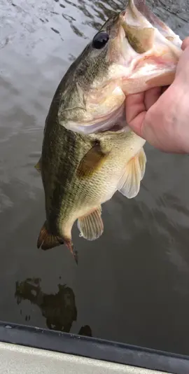 Let go so they can grow, but it’s hard to watch them leave! #DayInMyLife #OikosOneTrip #CTCVoiceBox #bassfishing #largemouthbass #fishing #bassfishing