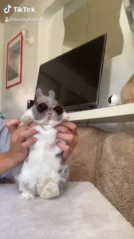 Time to Dance 😜 #bunnydayoff #bunny #rabbit #pet#petlover#fyp#viral#dance #dancehallenge  #bunnydancer #challenge #OOTD #coolbunny #nodrama