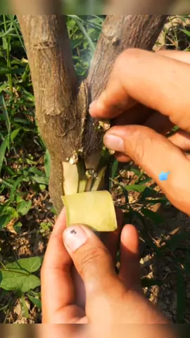 Have you tried this grafting method?#plant #garden #gardening #gardenproject #plants #planting #fyp