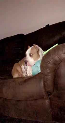 His name is Kartel & he is PERFECT. #EmilyinParis #Artober #CollegeGotMeLike #pitbullsoftiktok #americanbully #dogmom #furbaby