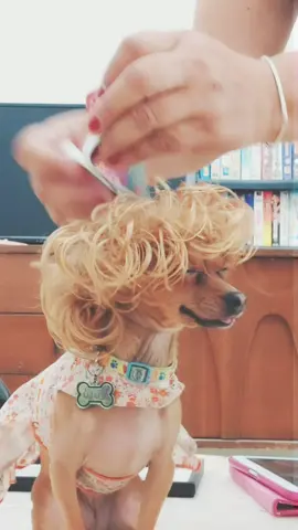 🐶🐾🦴💞💙 #comic #fyp  #foryou