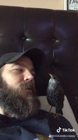 Scrappy having a conversation with his dad.#europeanstarling #starlingsoftiktok #fyp #trending #pets #friends #bird #scrappy #wildlife #rescue #Love