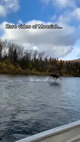 HOW!? 🤯 (🎥 @kristy_234) #moose #animalsdoingthings #animalsoftiktok #walkingonwater #runningonwater