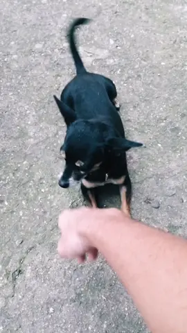 El único que siempre estará ahí para ti.#dog #freands #pets #parati