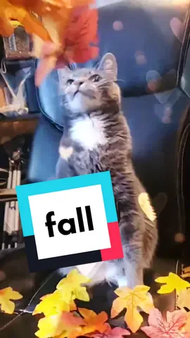 🍁fall... in love #cats #catsoftiktok #neko #catmom #pets