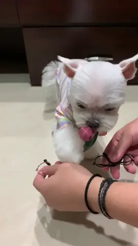 #dogsoftiktok #dogs #puppy #fyp #outfit I alway choice my outfit✌️✌️✌️🤣🤣