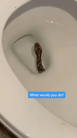 Moving houses if we found this in our toilets (🎥: augustus_west) #MyLevisMyVibe #snake #toilet #visitor #tiktokanimals #unexpected #thatonebeat