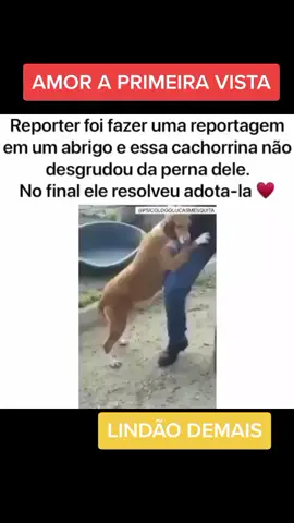 #cãozinho #cão #cachorros #cachorrinho #cachorro #amigocão #cãoamigo #euadoroanimais
