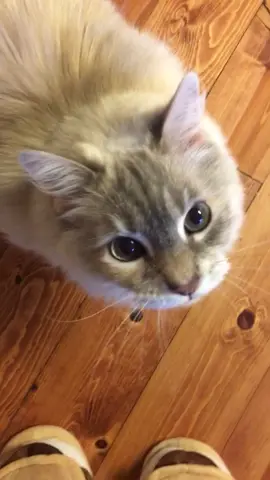 “The human is awake! Time to being her my mouse and scream as she makes herself coffee!” #cat #catsoftiktok #catswhoyell #meow