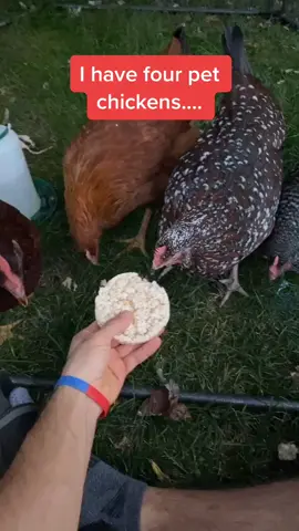 Watch till the end if you want to hear what happens. #chicken #chickentime #pet