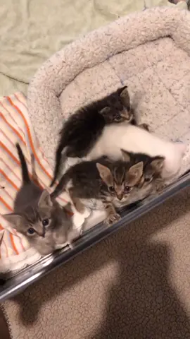 Second breakfast of the day for my bottle babies! #cats #fosterkittensoftiktok #adoptdontshop #breakfasttime