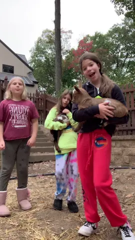 baby goatssss 🐐😁🤷‍♀️