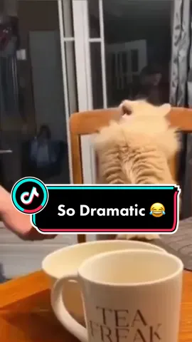 This Cat So Dramatic! WAIT TIL THE END😂 #fyp #foryoupage #millenialsoftiktok #voiceover #doglover #dogsoftiktok #catlover #catsoftiktok
