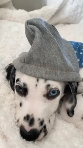 My life atm 😍⭐️ w/ FALCO ( follow @ FALCOtheflirt ) on ig 🖤💙🤍