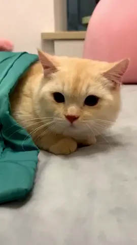 aaaaa😂😂#pets #t_familyfy #cats #foryoupage