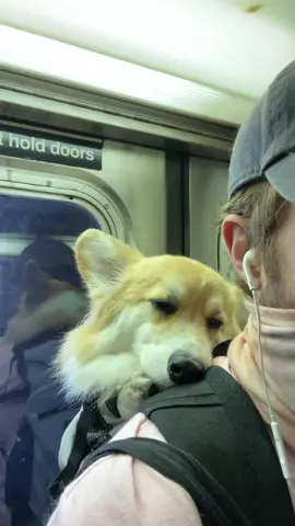 ❤️ #Boo #BBMAs #corgi